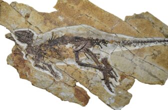 This Dinosaur Probably Chirped Like a Bird