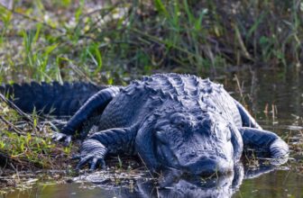 TikToker Launches Fake ‘Alligator Alcatraz’ Tour Website That Redirects to Photos of Trump With Epstein