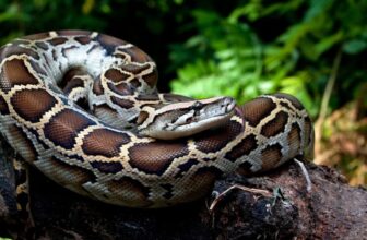 Scientists Discover Secret Weapon That Allows Pythons to Digest Bones