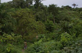 Missionaries Are Targeting Isolated Tribes in Brazil With Solar-Powered Audio Devices, Investigation Finds