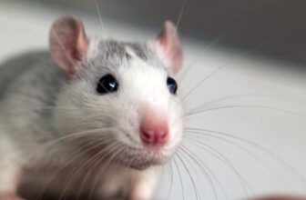 These Genetically Modified Mice Make Their Own ‘Ozempic’
