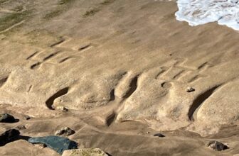 Mysterious Petroglyphs Reemerge on Oahu Beach