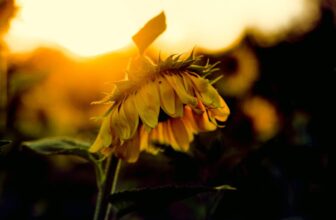 Men Born in the Summer Are More Likely to Be Depressed, Study Finds