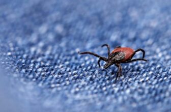 Hot Tick Summer Is Here. Here’s What You Need to Know and How to Stay Safe