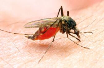 Possible Local Malaria Case Found in New Jersey. Here’s What to Know