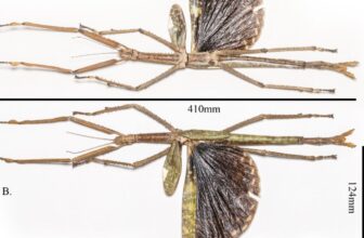 Horrifyingly Huge New Stick Insect Discovered Exactly Where You Think