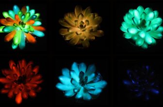 Glow-in-the-Dark Succulents Could Be the Future of Ambient Lighting