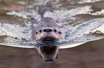 ‘Weird Looking’ Otter Poo Reveals an Unexpected Role in Parasite Control