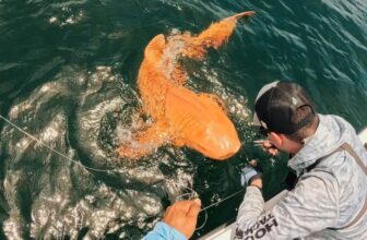 This Orange Shark Is the Result of a Rare Genetic Double Whammy