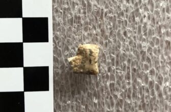 Bronze Age Humans Got High on Psychoactive Betel Nuts